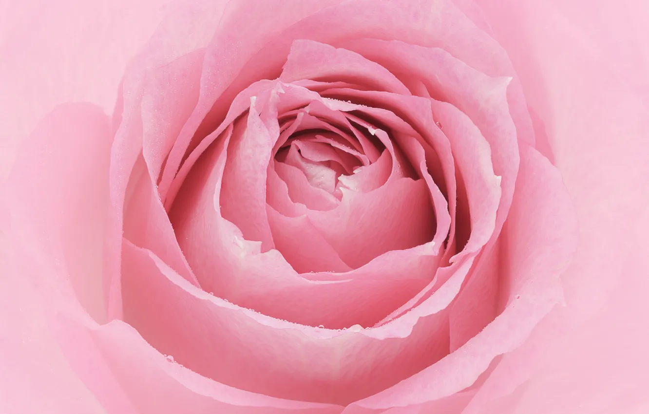 Photo wallpaper macro, pink, rose
