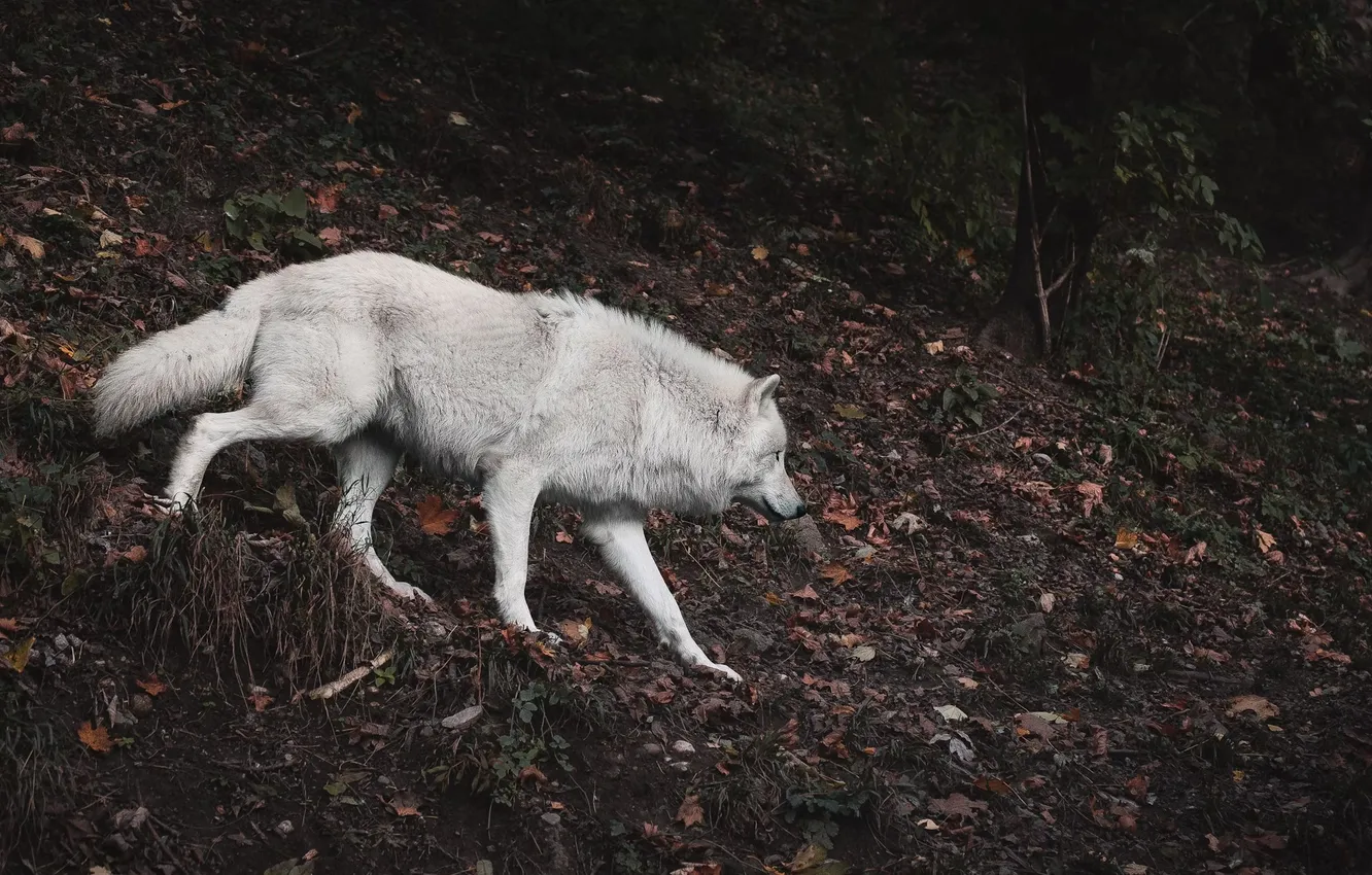 Photo wallpaper Predator, nature, animal, wolf, wildlife, portrait, portrait., Canis lupus. face