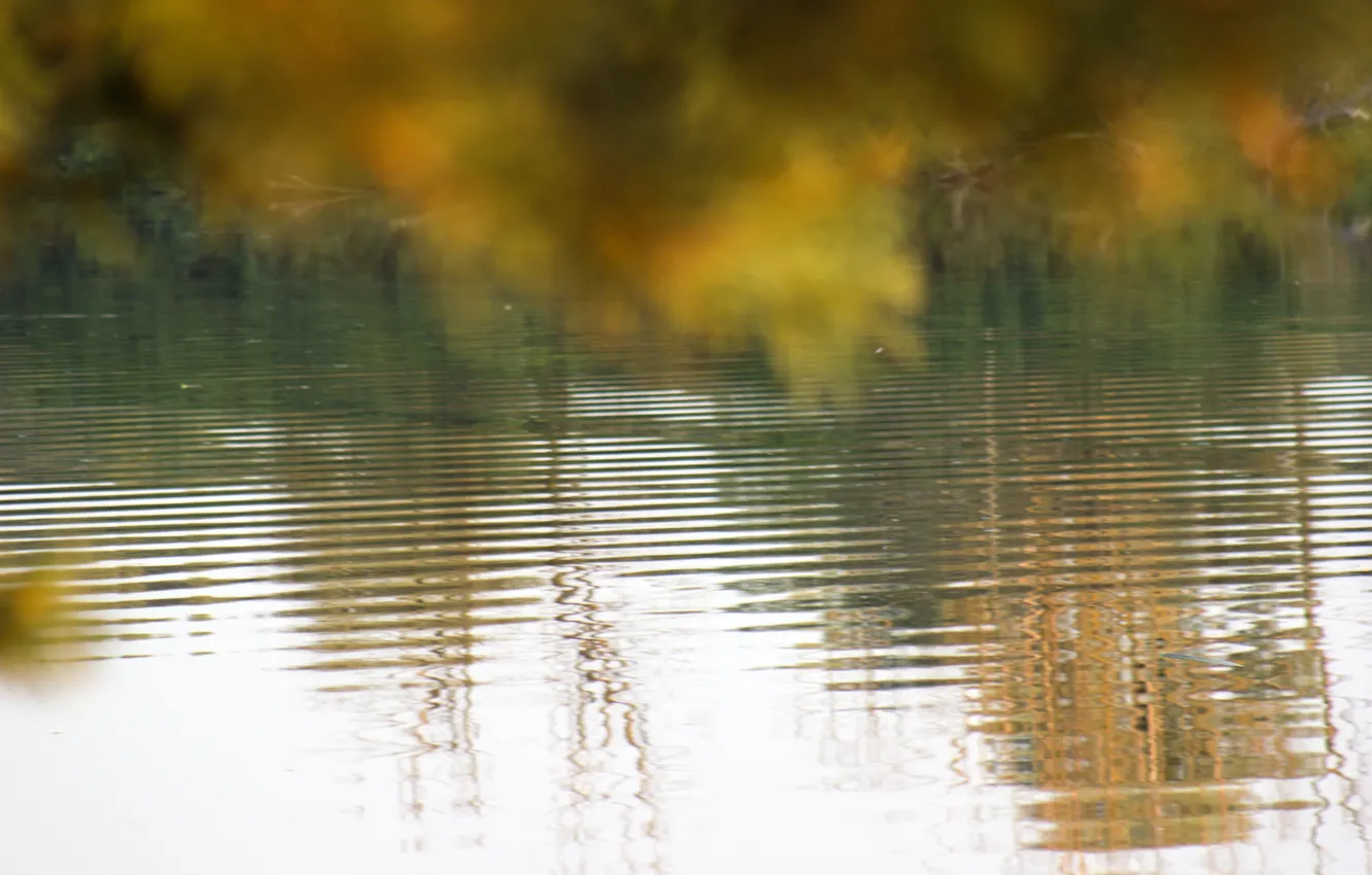 Photo wallpaper wave, autumn, leaves, water, nature, reflection, background, Wallpaper