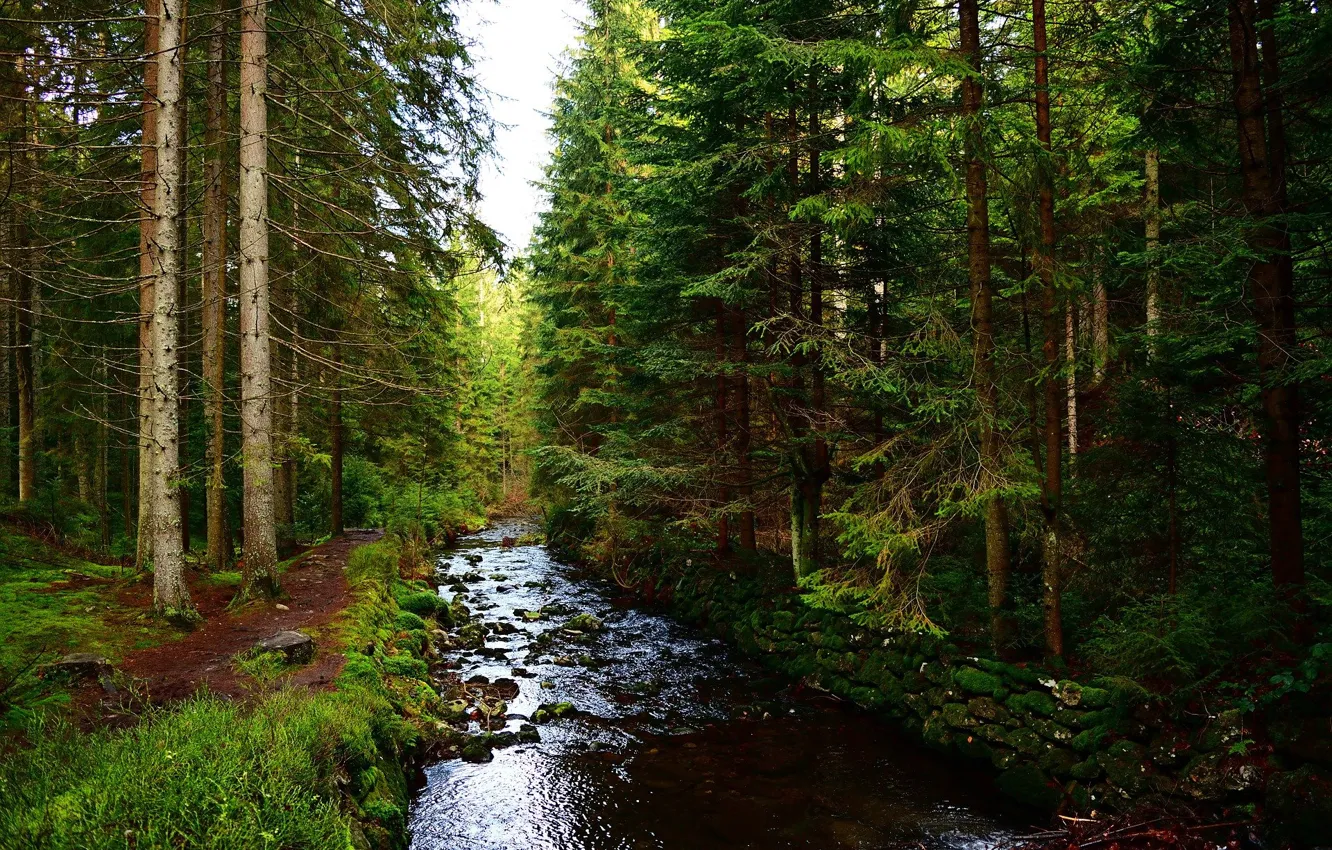 Photo wallpaper forest, trees, nature, river