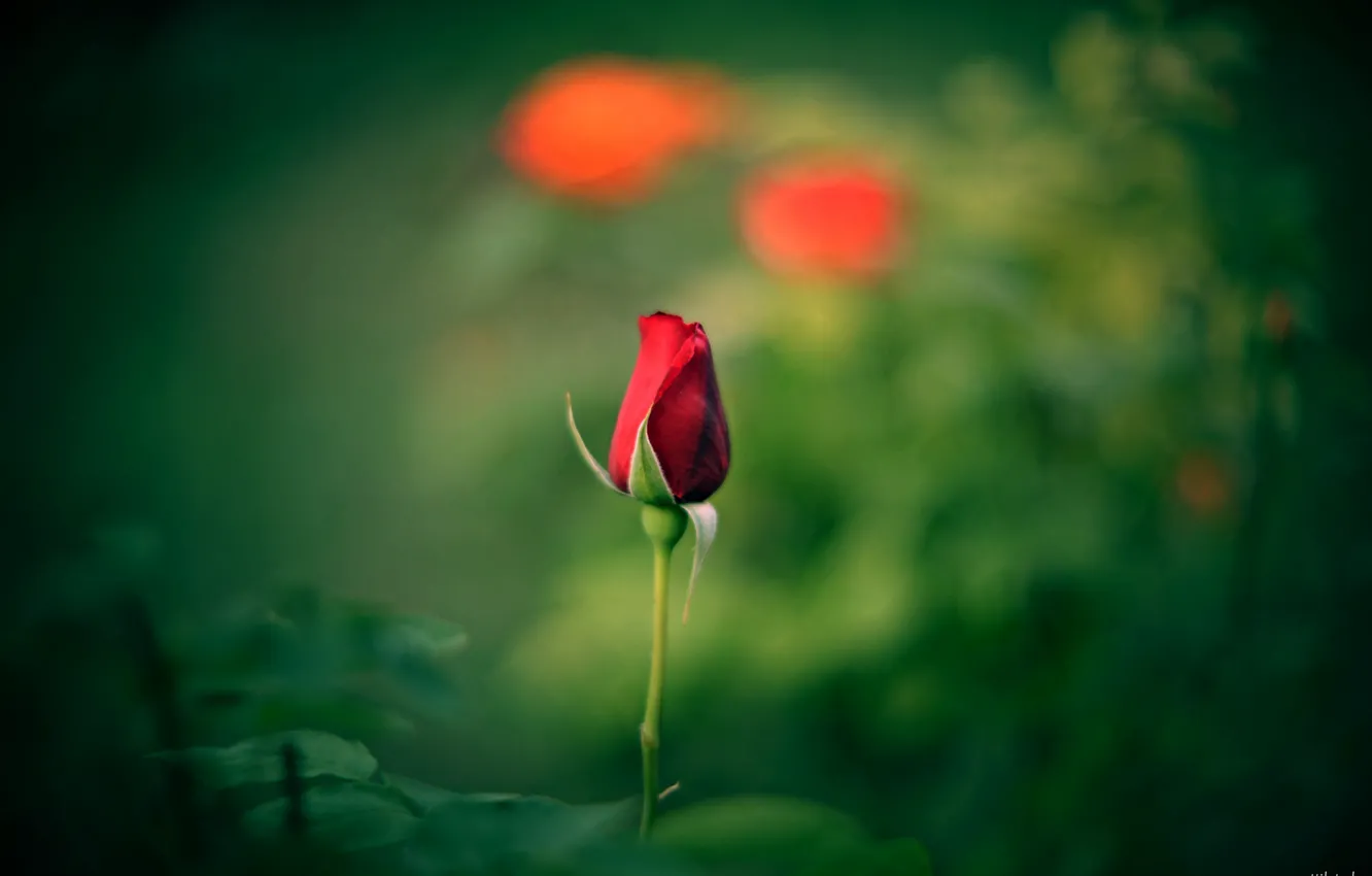 Photo wallpaper red, roses, buds