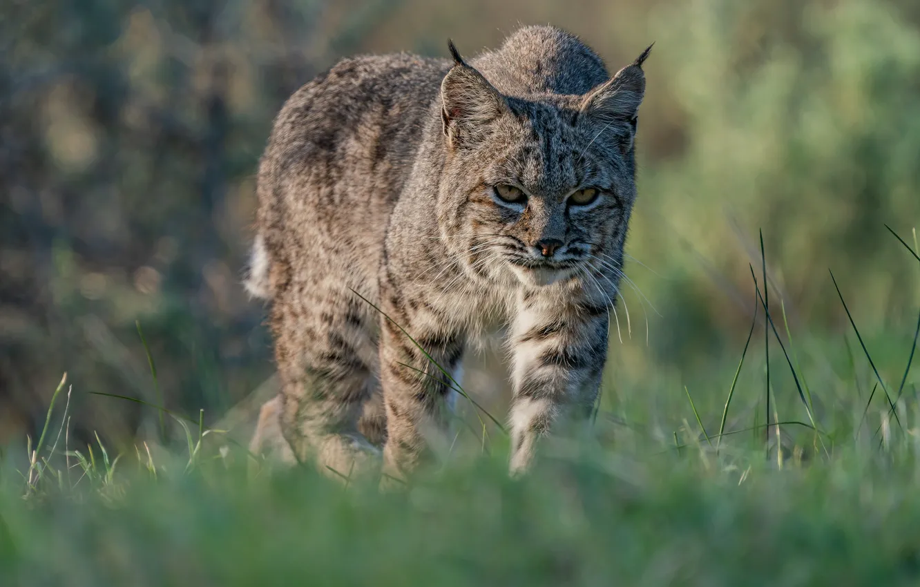 Photo wallpaper grass, look, face, nature, walk, lynx, wild cat, sneaks