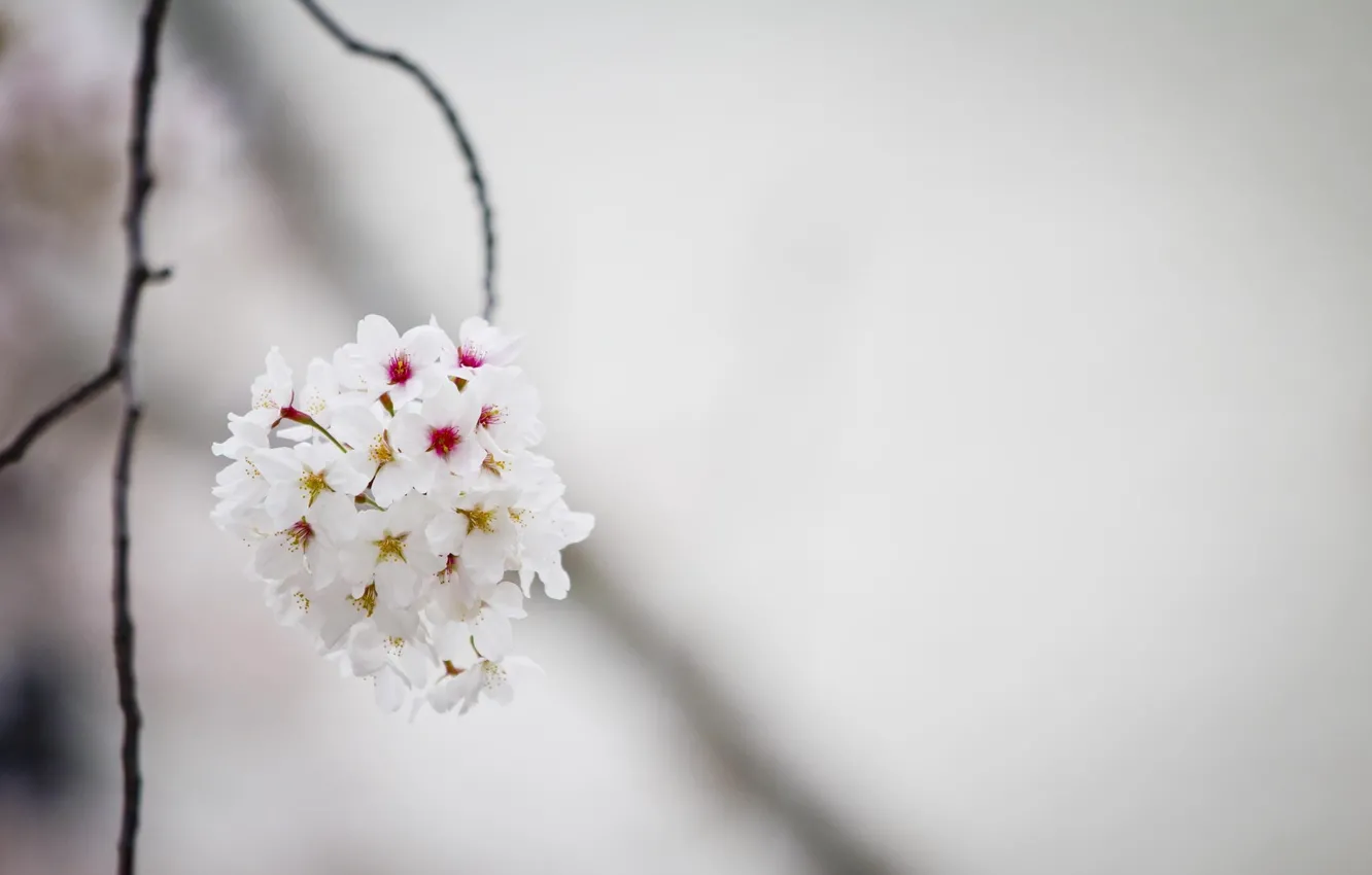 Photo wallpaper flowers, cherry, spring, Japan, Sakura, Japan, flowers, sakura