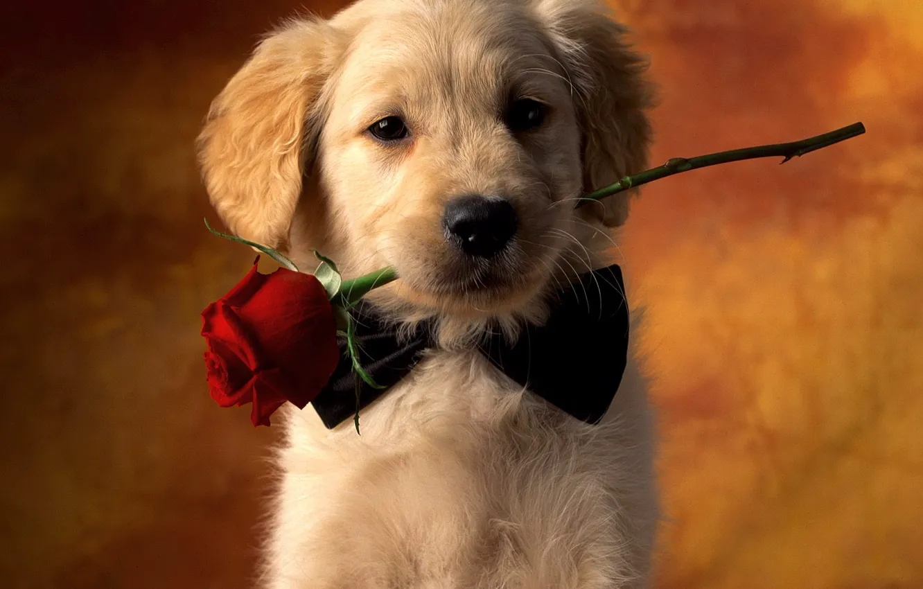 Photo wallpaper look, roses, dog