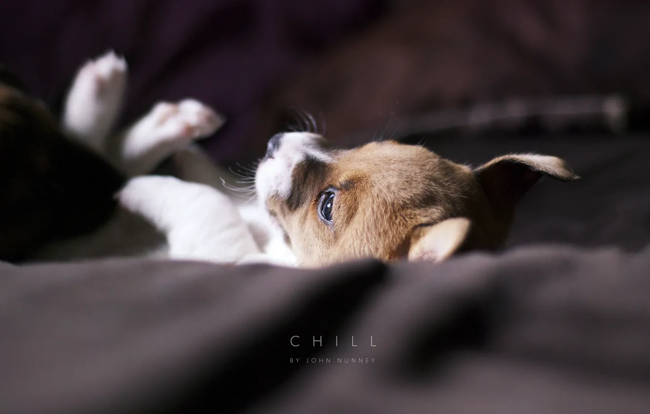 Photo wallpaper dog, blanket, puppy, chill