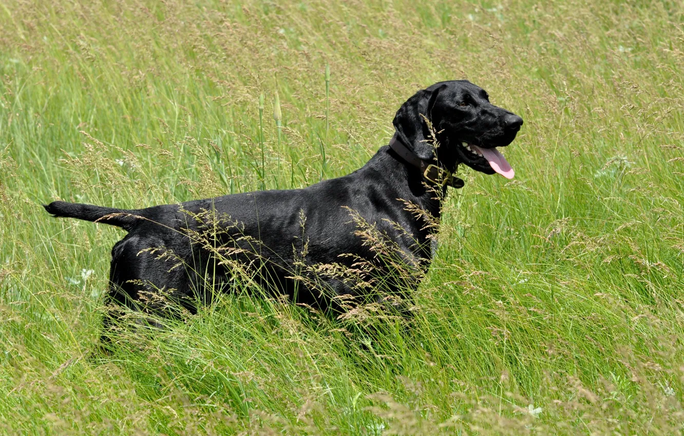 Photo wallpaper grass, dog, black