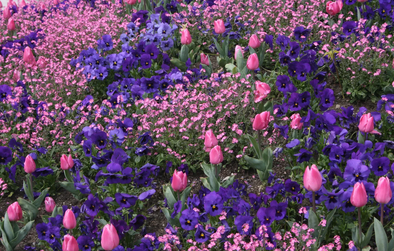 Photo wallpaper Spring, Tulips, Flowers, Flowers, Spring, Flowering, Flowering, Pink tulips