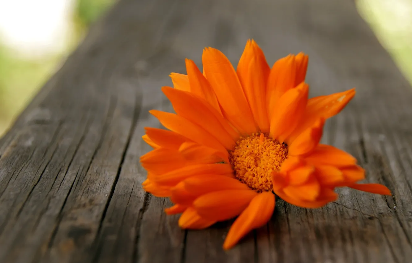 Photo wallpaper flower, orange, tree, petals