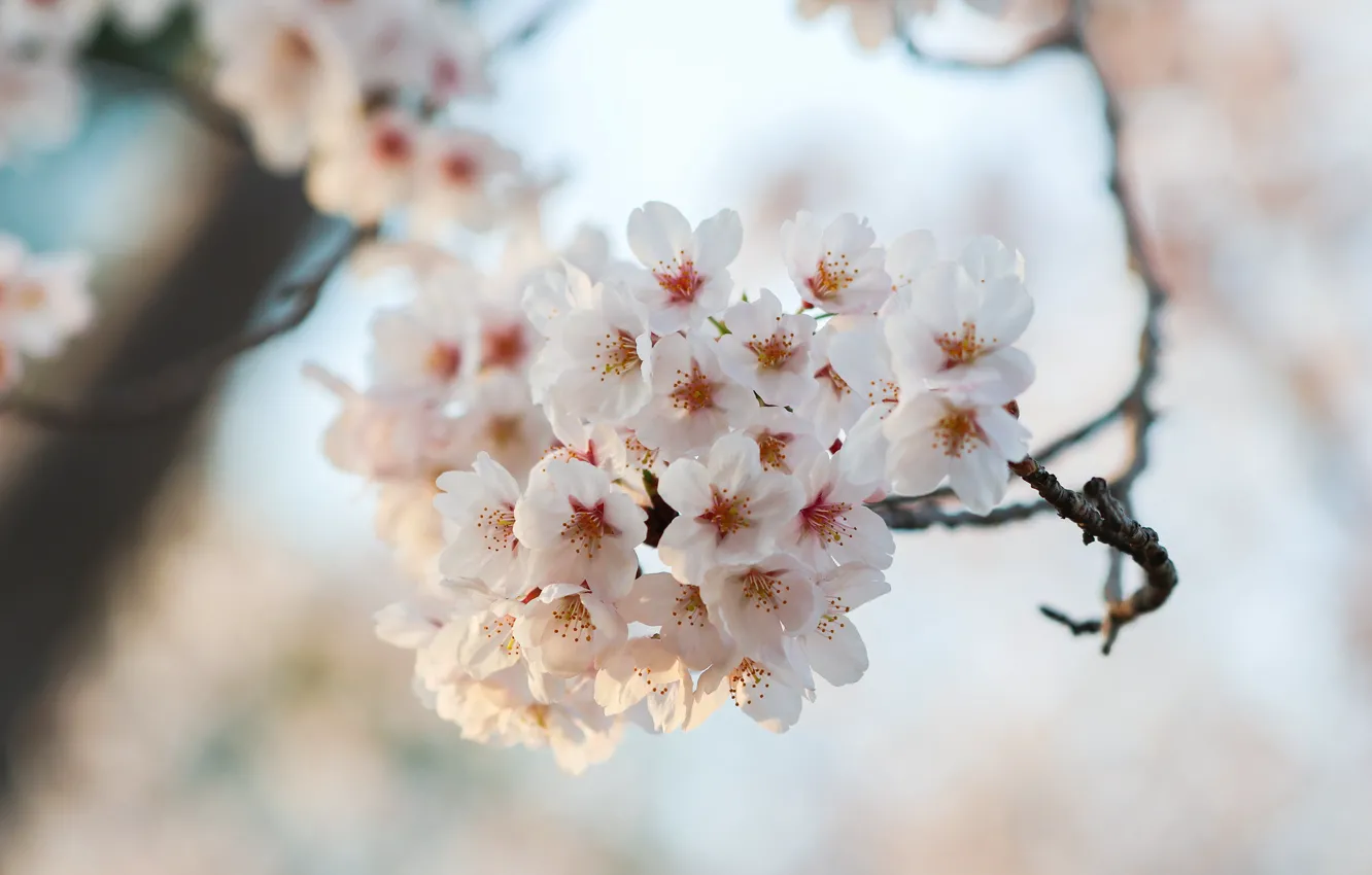 Photo wallpaper macro, flowers, branches, cherry, background, spring, white, flowering