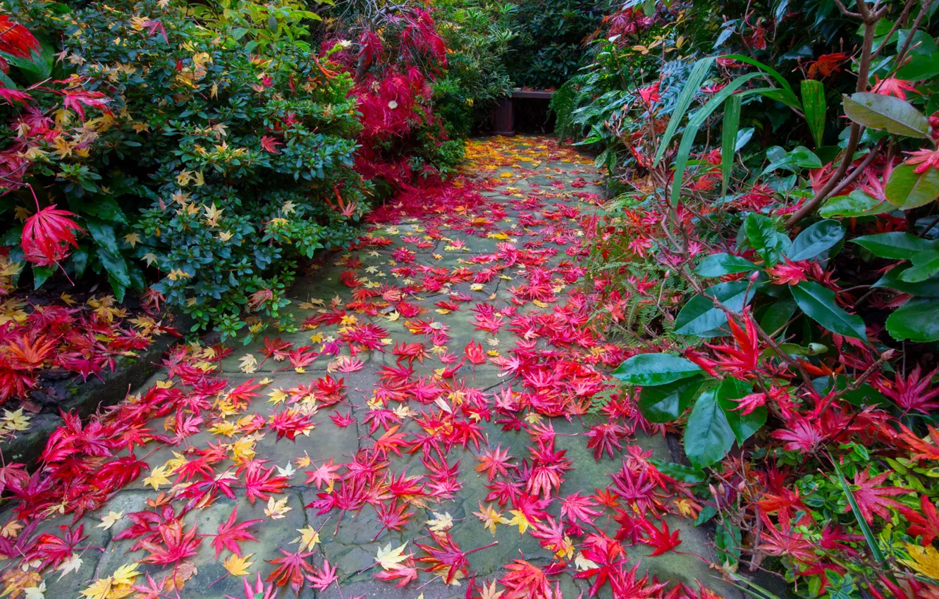 Photo wallpaper autumn, leaves, England, garden, shop, track, the bushes, Walsall Garden