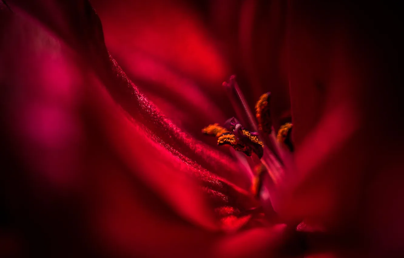 Photo wallpaper macro, flowers, red, petals