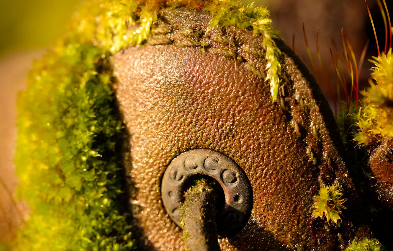 Photo wallpaper moss, shoes, plants, brand, Shoe, ecco