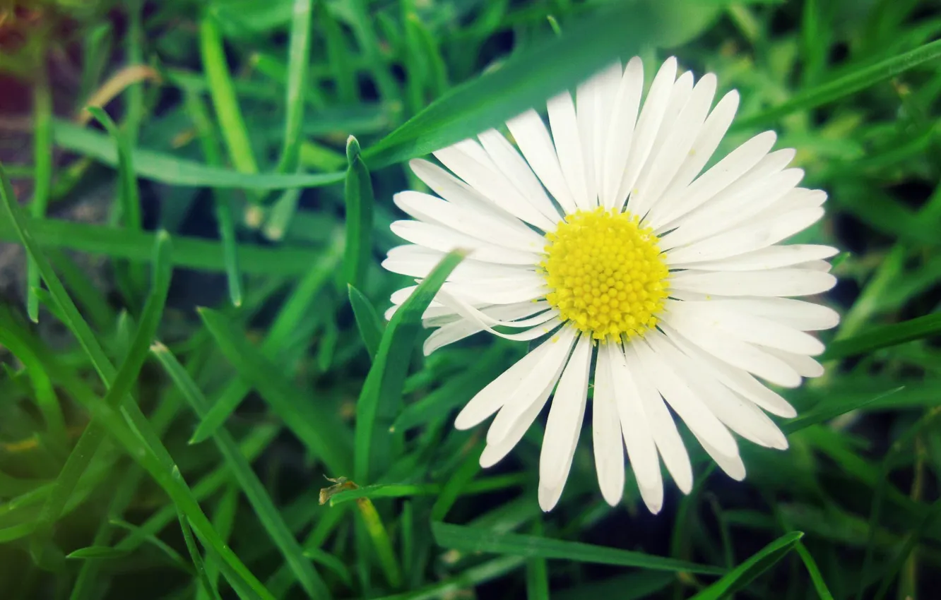 Photo wallpaper white, grass, macro, flowers, yellow, green, plant, chamomile
