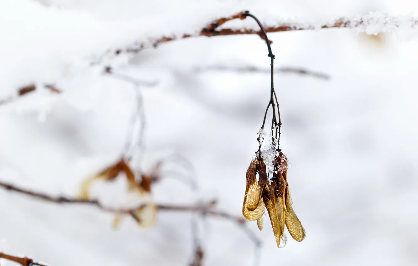 Photo wallpaper autumn, branches, nature