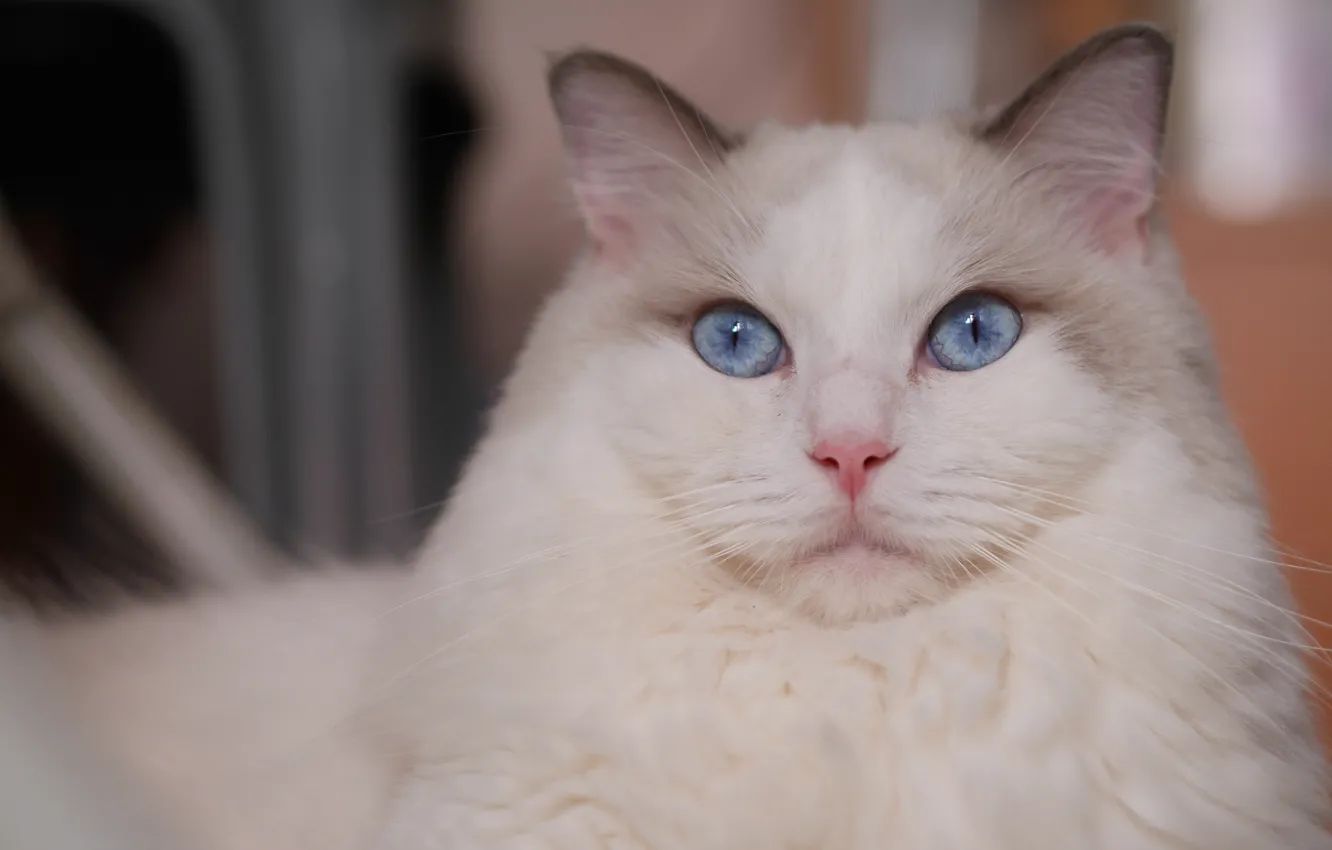 Photo wallpaper cat, look, portrait, muzzle, blue eyes, krasava, Ragdoll