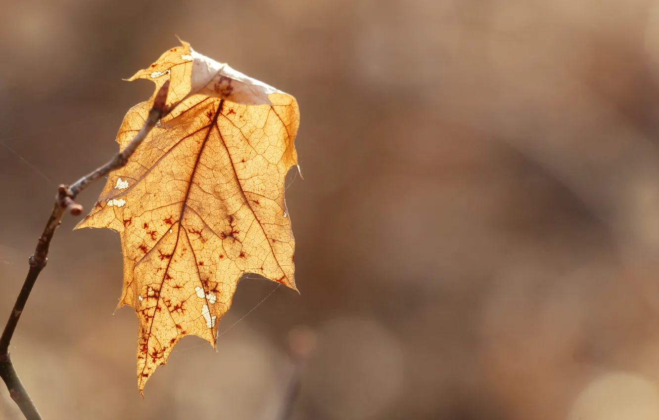 Photo wallpaper yellow, autumn, leaf