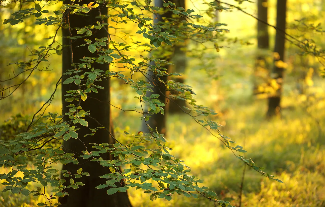 Photo wallpaper forest, leaves, light, trees