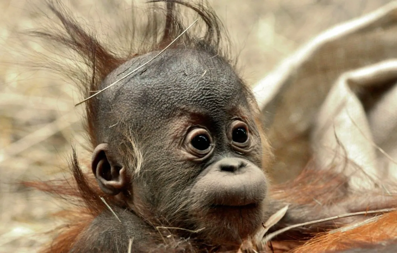 Photo wallpaper animals, baby, wildlife, Borneo, Sumatra, orangutang