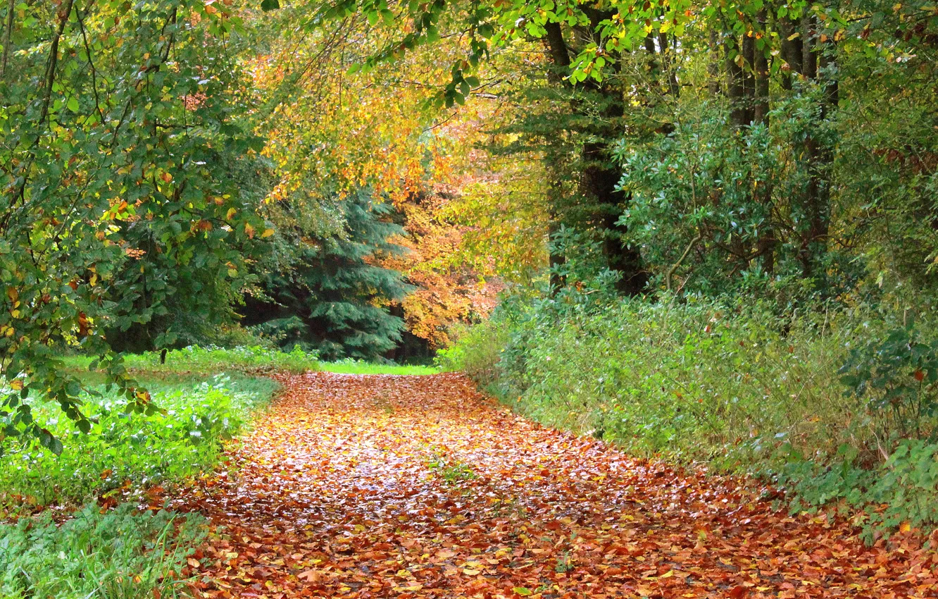 Photo wallpaper autumn, trees, foliage, track