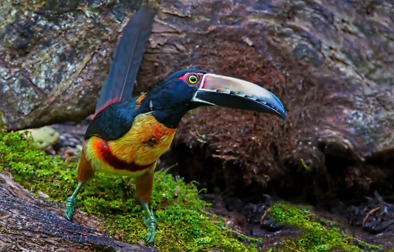 Photo wallpaper bird, beak, Toucan, Collared aracari