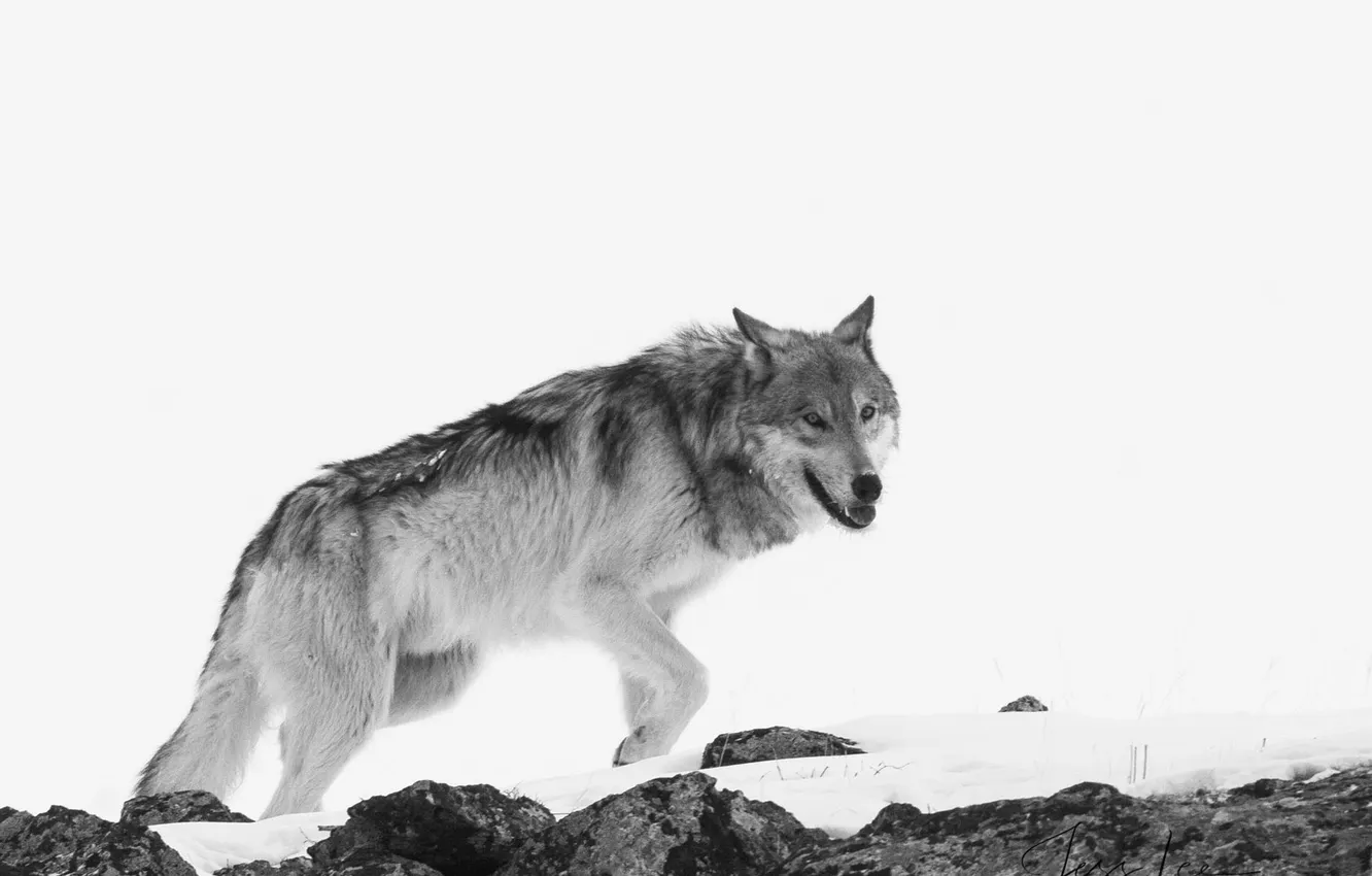 Photo wallpaper Predator, wolf, portrait, portrait., Canis lupus. face