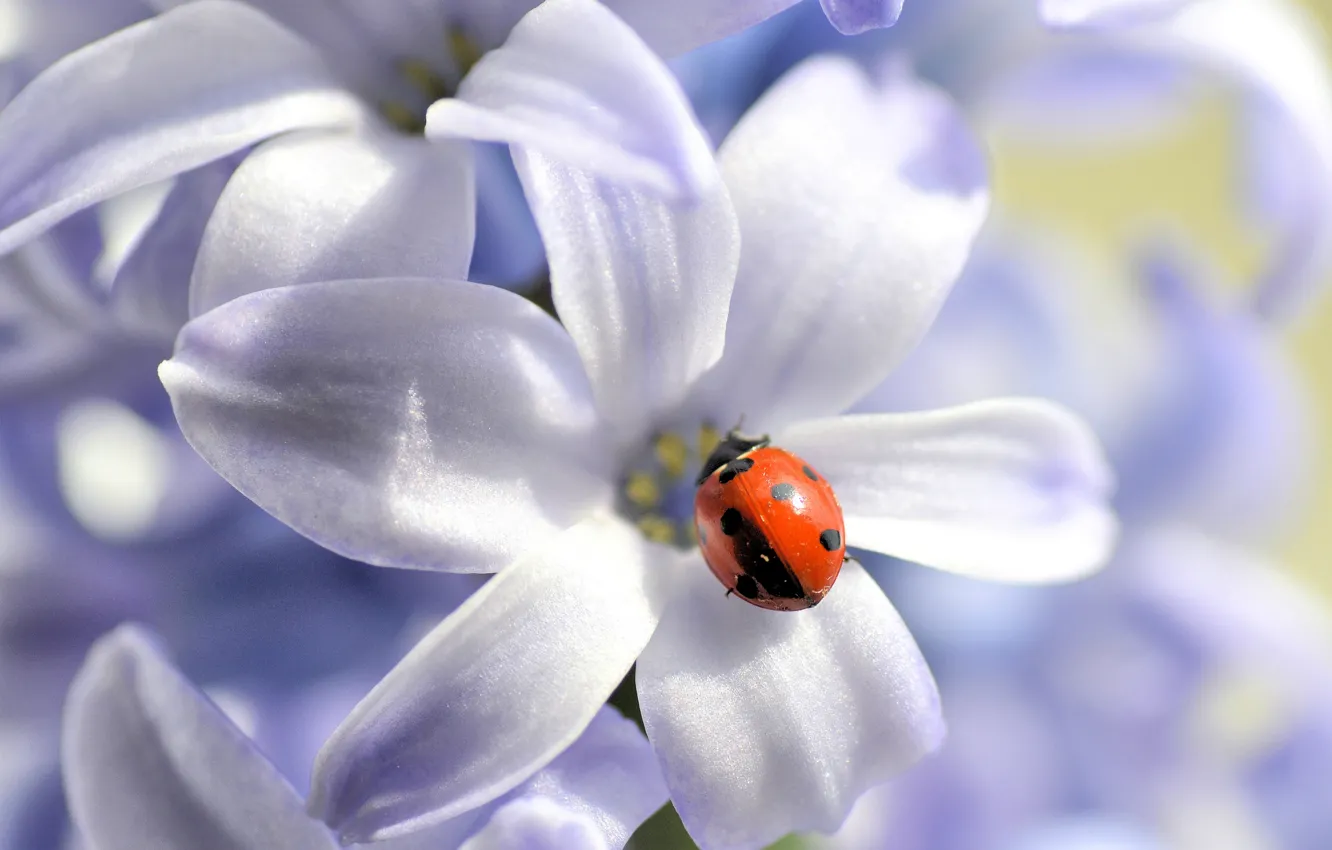 Photo wallpaper flower, nature, ladybug, petals, insect
