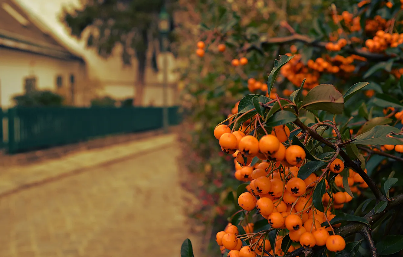 Photo wallpaper autumn, branches, nature, berries, foliage, fruit, hawthorn