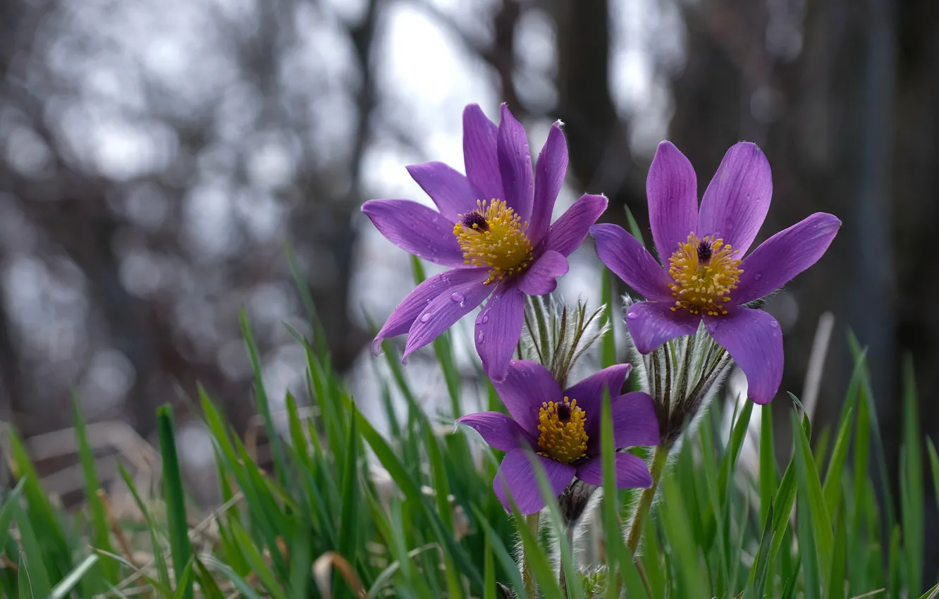 Photo wallpaper grass, spring, petals, Sleep-grass, Cross