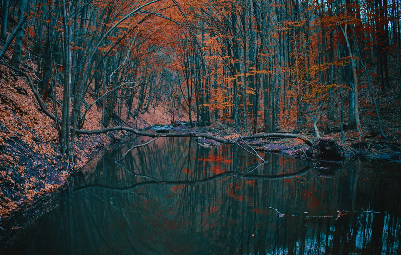 Photo wallpaper autumn, forest, trees, lake, pond