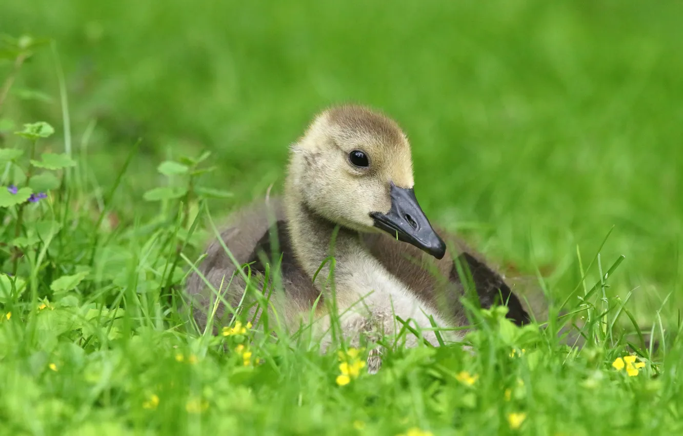 Photo wallpaper greens, grass, look, grey, bird, glade, spring, baby