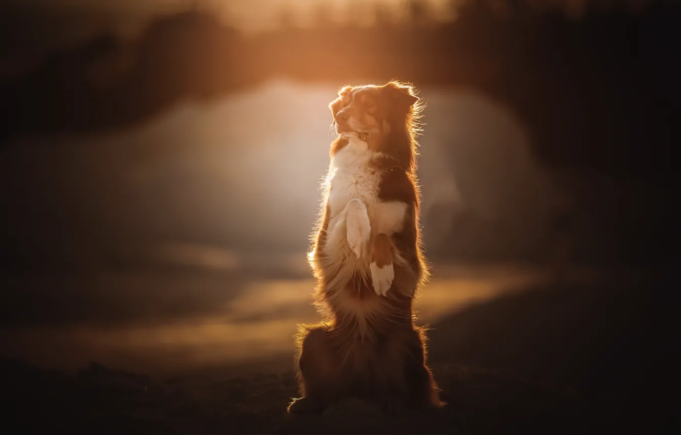 Photo wallpaper background, each, dog