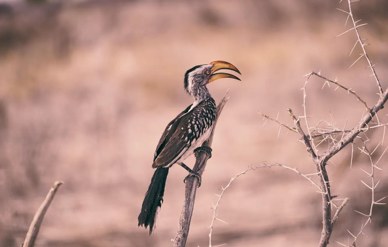 Photo wallpaper Bird, Branch, Namibia, Namibia, Etosha national Park, Etosha National Park, Southern yellow - billed rhinoceros, …