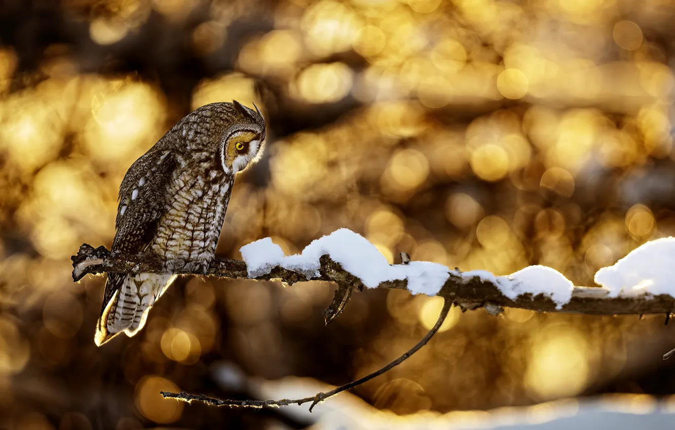 Photo wallpaper winter, look, light, snow, branches, nature, pose, glare