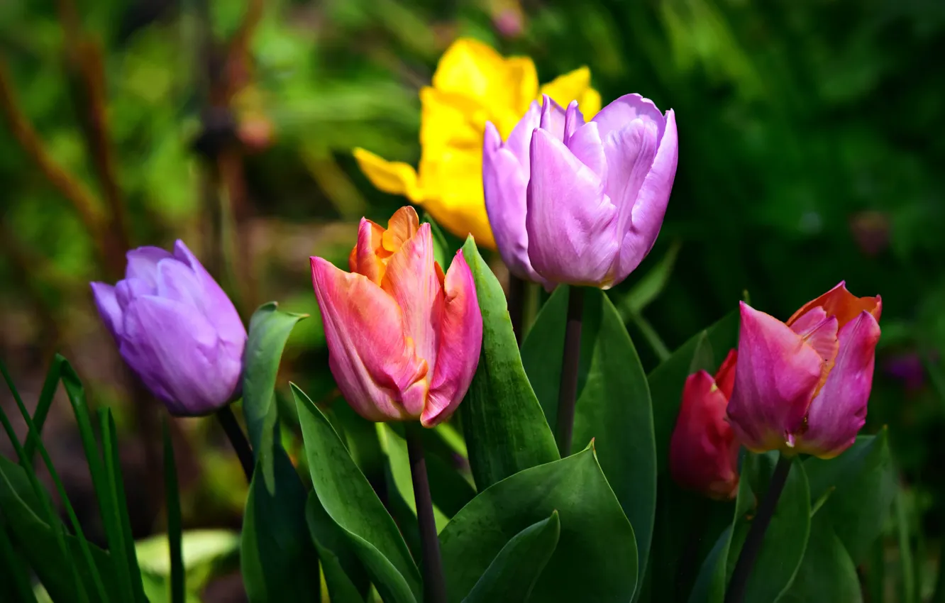Photo wallpaper flowers, bright, spring, garden, tulips, buds, colorful