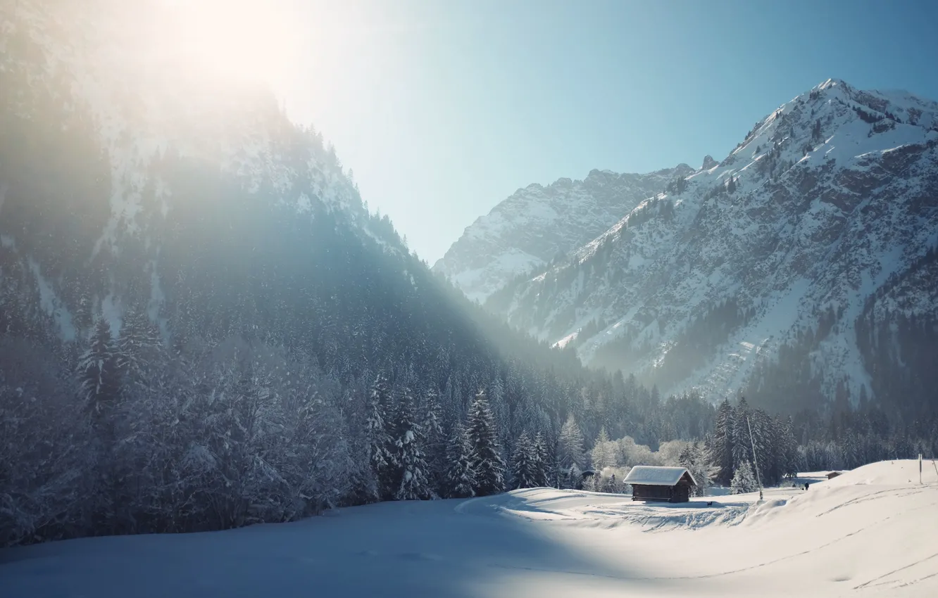 Photo wallpaper winter, snow, tree