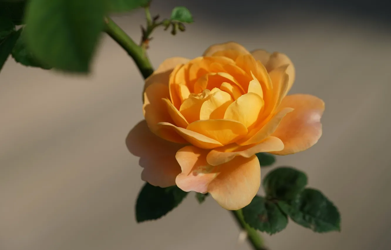 Photo wallpaper macro, roses, petals, yellow rose