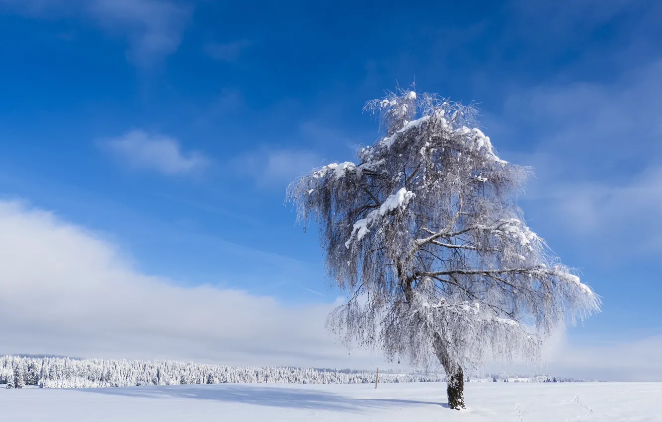 Photo wallpaper winter, frost, field, forest, the sky, clouds, snow, trees