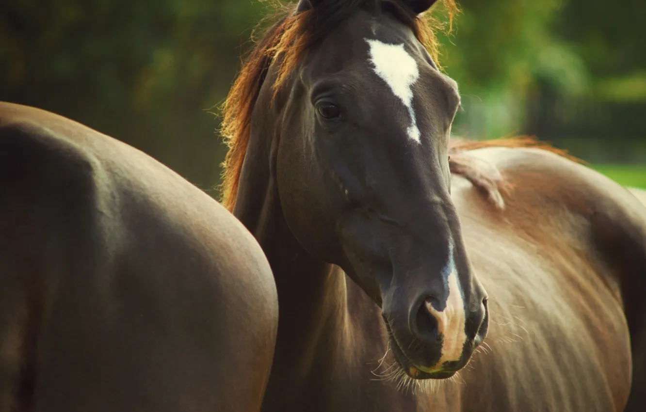 Photo wallpaper eyes, horse, spot, mane, color