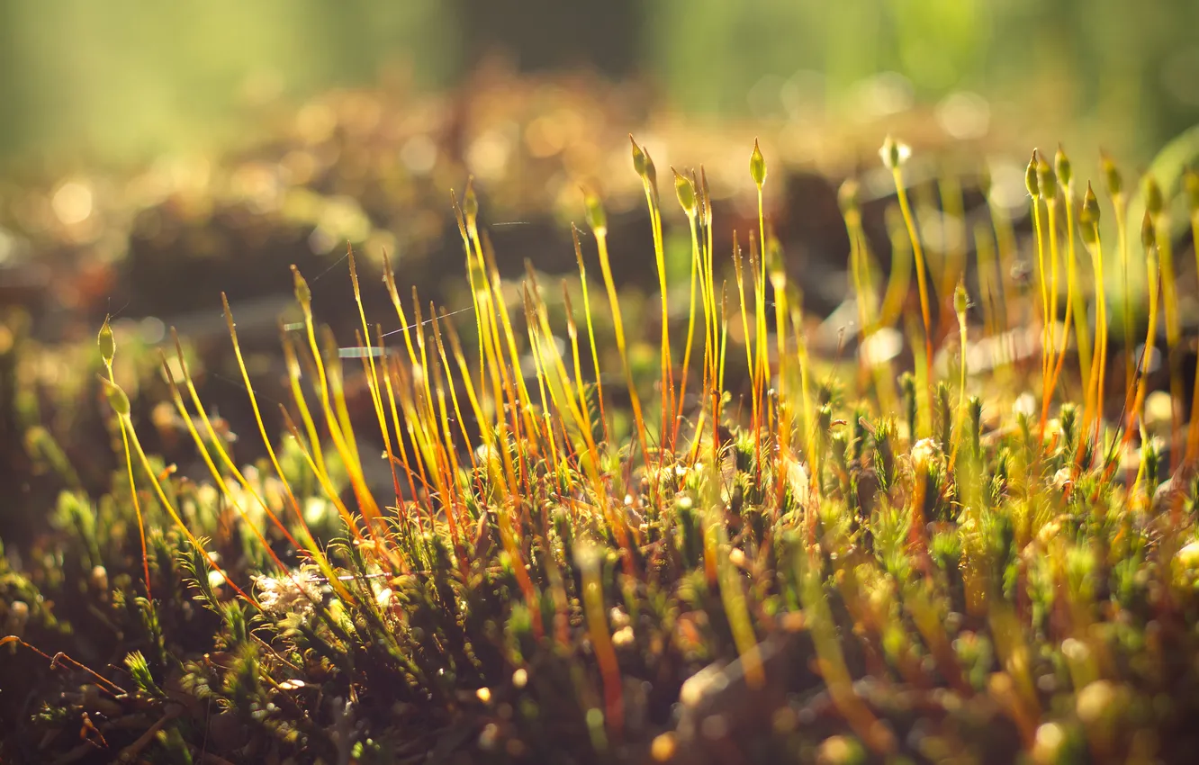 Photo wallpaper greens, grass, macro, light, plant, Putin