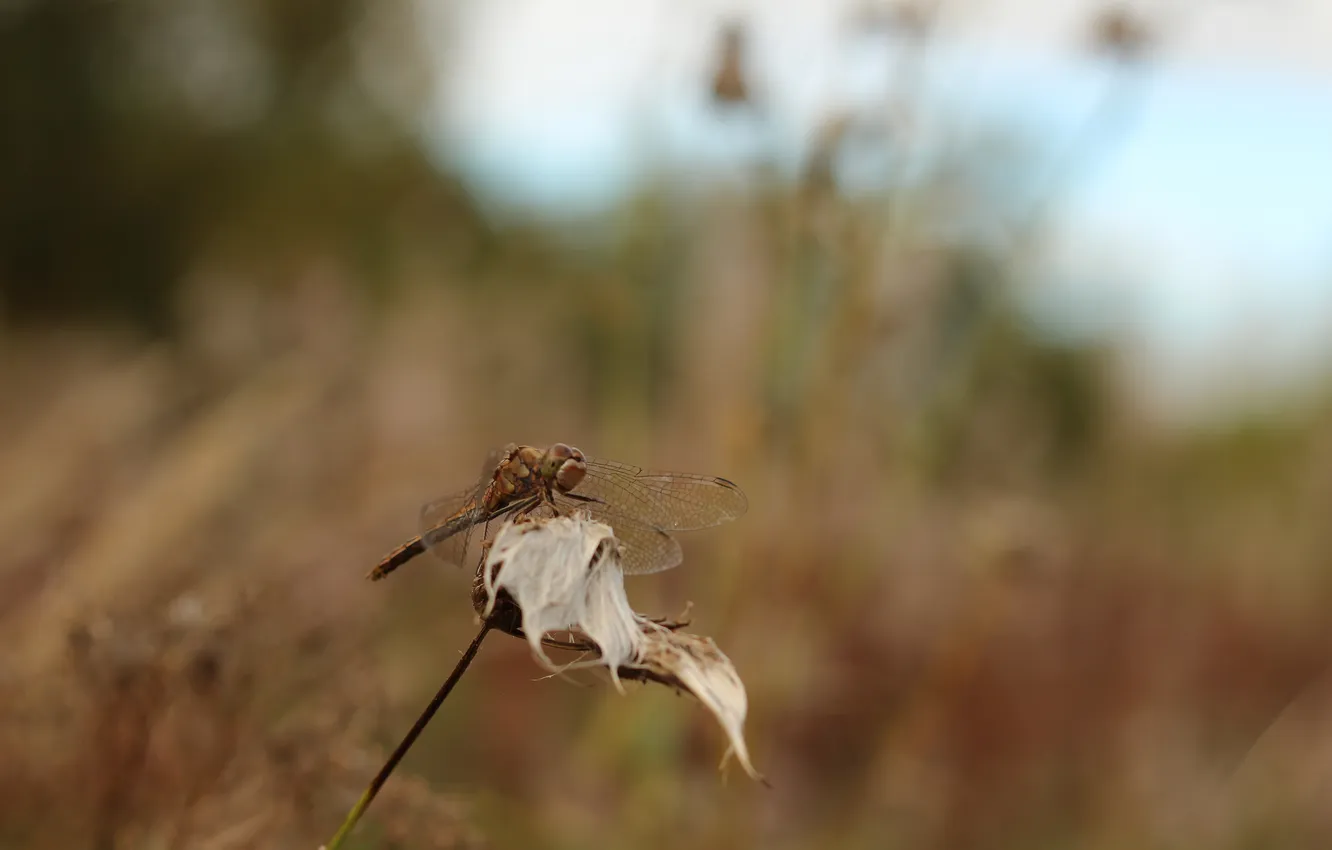 Photo wallpaper autumn, grass, the wind, dragonfly