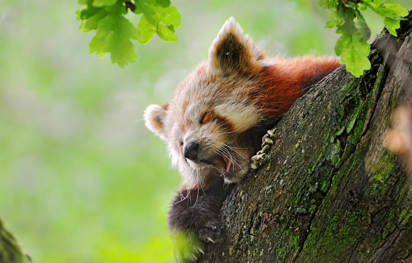 Photo wallpaper on the tree, sleepy, Fire Fox, SIVET, red panda, Panda red