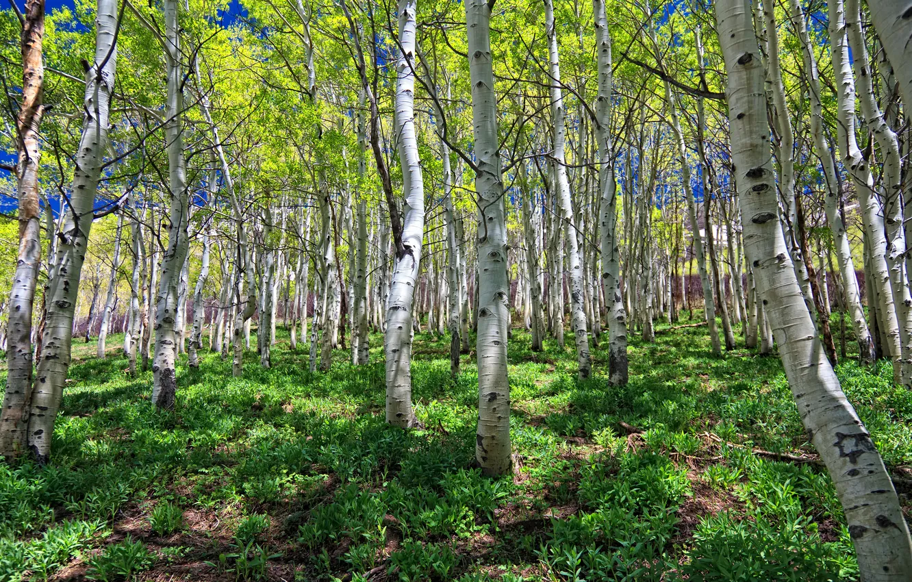 Photo wallpaper forest, nature, grove, Brezova