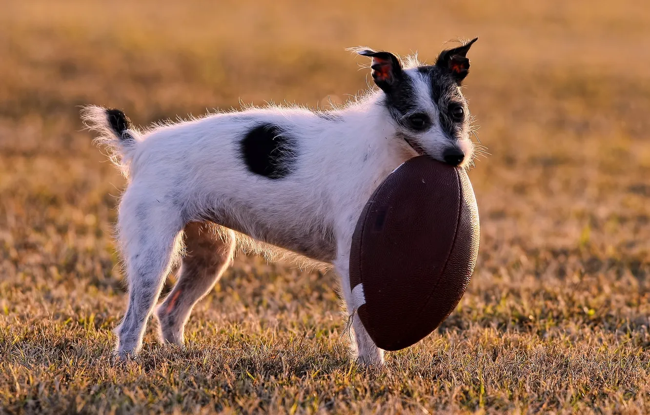Photo wallpaper field, dog, ball