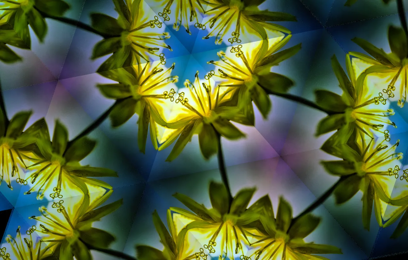 Photo wallpaper leaves, flowers, reflection, symmetry, kaleidoscope