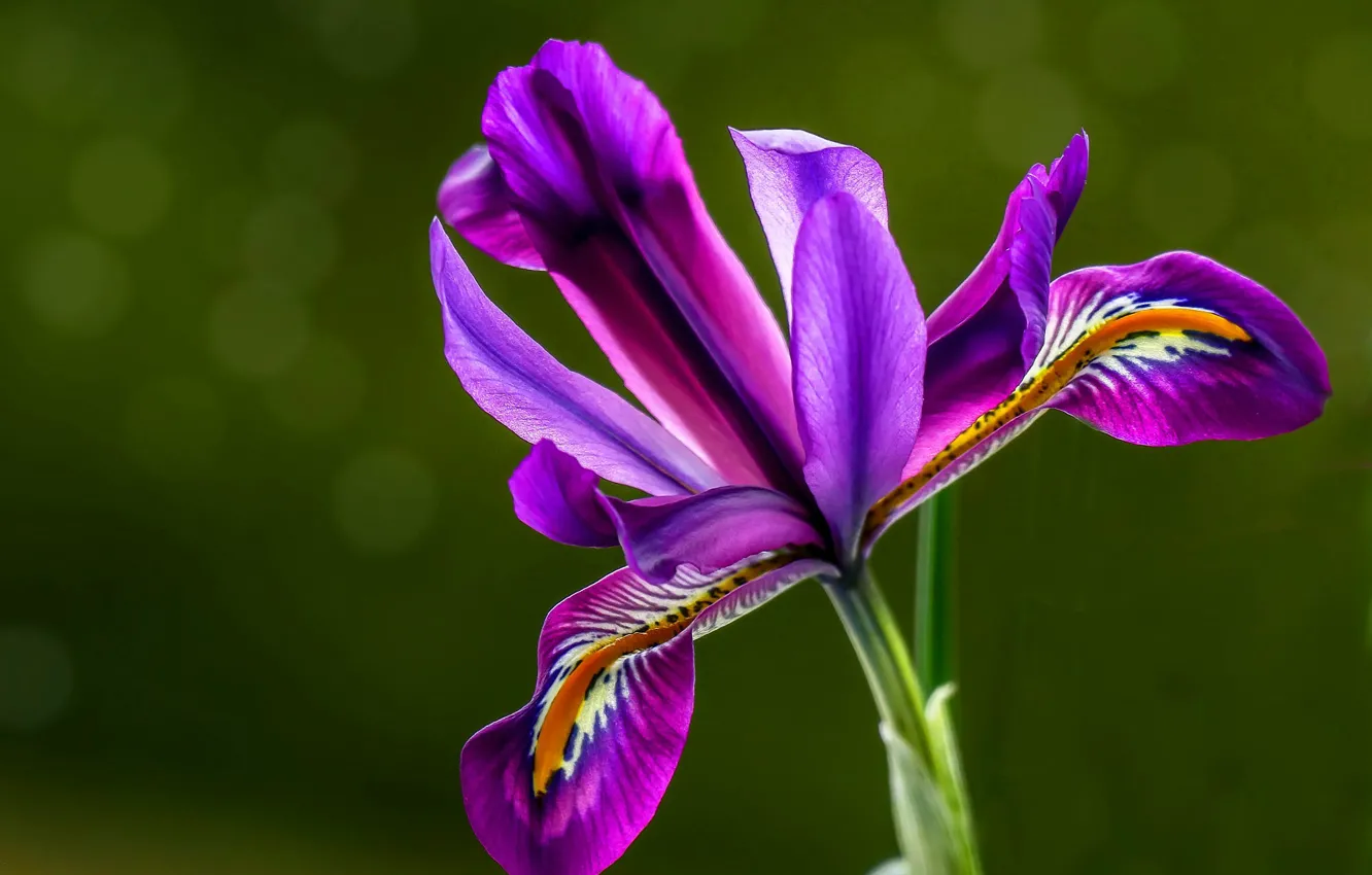 Photo wallpaper purple, green background, iris