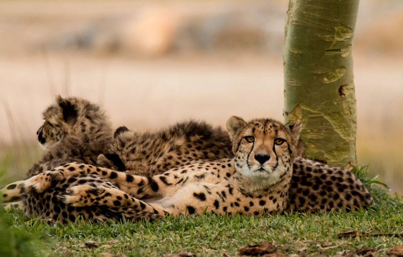 Photo wallpaper look, trees, stay, Cheetah, lies, cub, mother