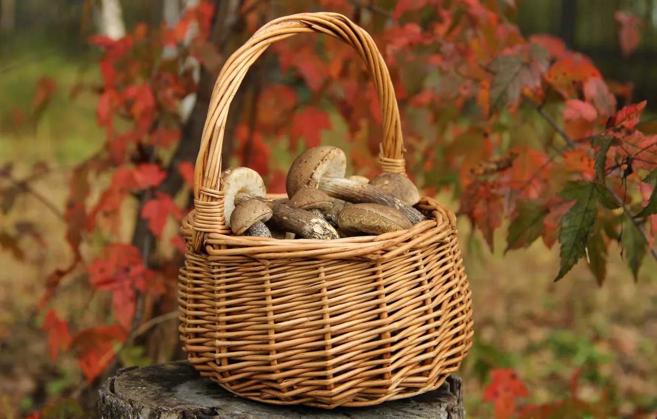 Photo wallpaper autumn, mushrooms, September, boletus