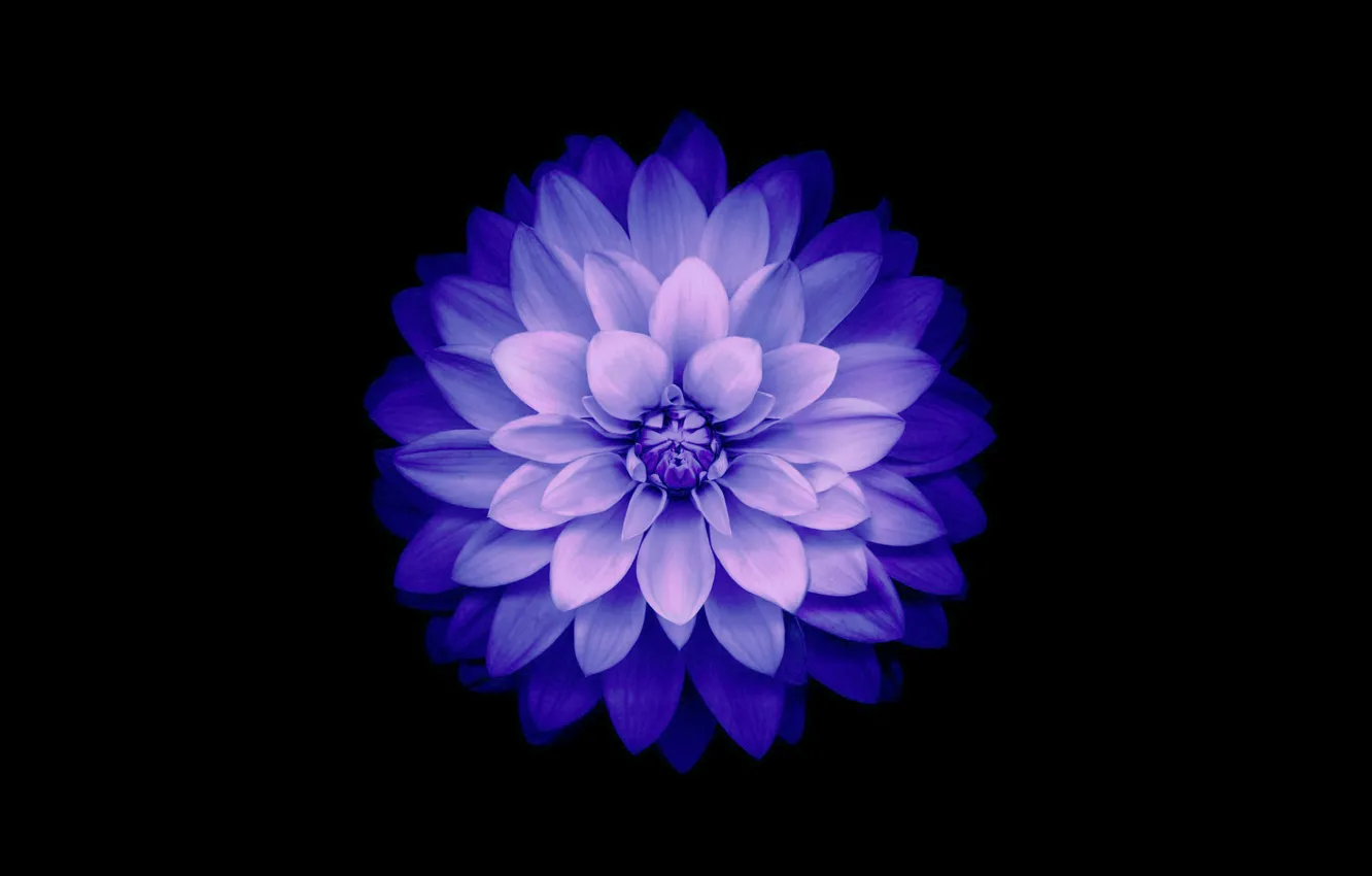 Photo wallpaper flower, background, petals, Blue, IOS 8