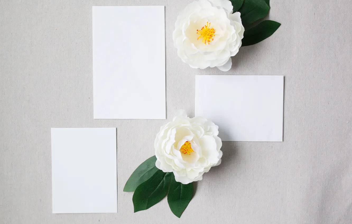 Photo wallpaper leaves, background, Camellia