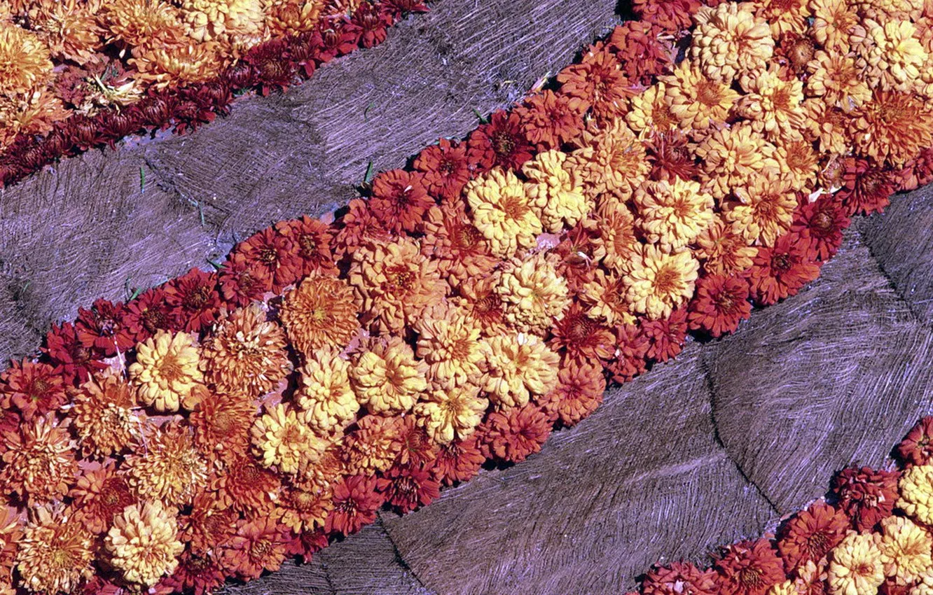 Photo wallpaper flowers, strip, chrysanthemum, composition